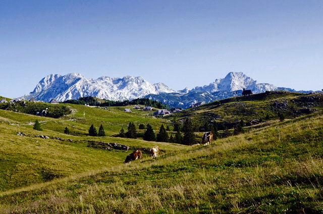 Velika planina – Gradišče (1666 m) čez Gojško planino